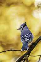 Birds - Wall calendar printed on premium quality  paper.