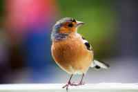 Birds - Wall calendar printed on premium quality  paper.
