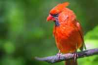 Birds - Wall calendar printed on premium quality  paper.