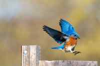 Birds - Wall calendar printed on premium quality  paper.