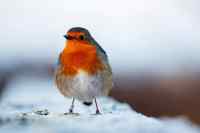 Birds - Wall calendar printed on premium quality  paper.