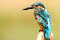 Birds - Wall calendar printed on premium quality  paper.