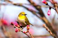 Birds - Wall calendar printed on premium quality  paper.