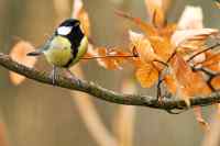 Birds - Wall calendar printed on premium quality  paper.
