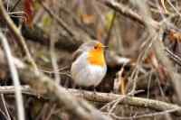 Birds - Wall calendar printed on premium quality  paper.