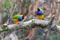 Birds - Wall calendar printed on premium quality  paper.