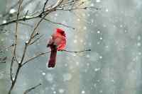Birds - Wall calendar printed on premium quality  paper.