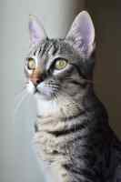 Cats - Wall calendar printed on premium quality  paper.