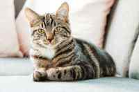 Cats - Wall calendar printed on premium quality  paper.