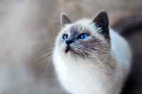 Cats - Wall calendar printed on premium quality  paper.