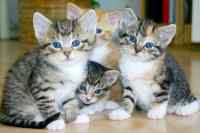 Cats - Wall calendar printed on premium quality  paper.