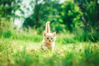 Cats - Wall calendar printed on premium quality  paper.