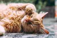 Cats - Wall calendar printed on premium quality  paper.