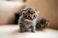 Cats - Wall calendar printed on premium quality  paper.