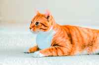 Cats - Wall calendar printed on premium quality  paper.