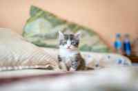 Cats - Wall calendar printed on premium quality  paper.