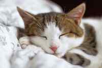 Cats - Wall calendar printed on premium quality  paper.