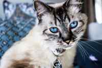 Cats - Wall calendar printed on premium quality  paper.