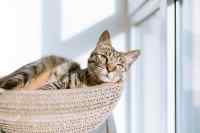 Cats - Wall calendar printed on premium quality  paper.