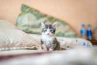 Cats & Dogs - Wall calendar printed on premium quality  paper.