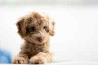 Cats & Dogs - Wall calendar printed on premium quality  paper.
