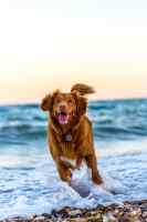 Dogs #2
 - Wall calendar printed on premium quality  paper.