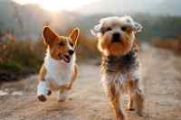 Dogs #2
 - Wall calendar printed on premium quality  paper.