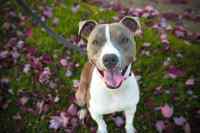 Dogs #2
 - Wall calendar printed on premium quality  paper.