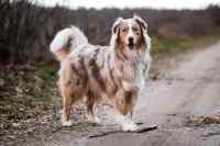 Dogs #2
 - Wall calendar printed on premium quality  paper.