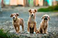 Dogs #2
 - Wall calendar printed on premium quality  paper.