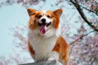 Dogs #2
 - Wall calendar printed on premium quality  paper.