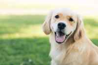 Dogs #2
 - Wall calendar printed on premium quality  paper.