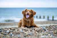 Dogs #2
 - Wall calendar printed on premium quality  paper.