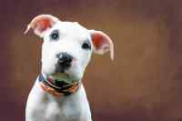 Dogs #2
 - Wall calendar printed on premium quality  paper.