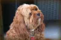 Dogs #2
 - Wall calendar printed on premium quality  paper.