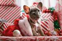 Dogs #2
 - Wall calendar printed on premium quality  paper.