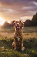 Dogs - Wall calendar printed on premium quality  paper.