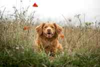 Dogs - Wall calendar printed on premium quality  paper.