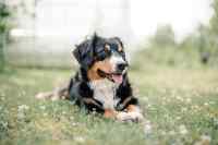 Dogs - Wall calendar printed on premium quality  paper.