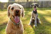 Dogs - Wall calendar printed on premium quality  paper.