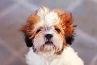 Dogs - Wall calendar printed on premium quality  paper.