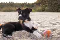 Dogs - Wall calendar printed on premium quality  paper.