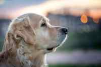 Dogs - Wall calendar printed on premium quality  paper.