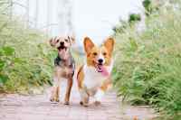 Dogs - Wall calendar printed on premium quality  paper.