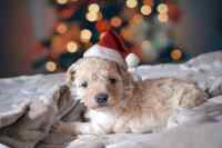 Dogs - Wall calendar printed on premium quality  paper.