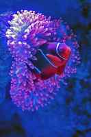 Fishes - Wall calendar printed on premium quality  paper.