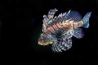 Fishes - Wall calendar printed on premium quality  paper.