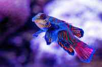 Fishes - Wall calendar printed on premium quality  paper.