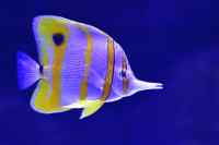 Fishes - Wall calendar printed on premium quality  paper.