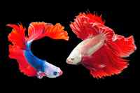 Fishes - Wall calendar printed on premium quality  paper.